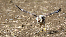 Mäusebussard_ (8).jpg